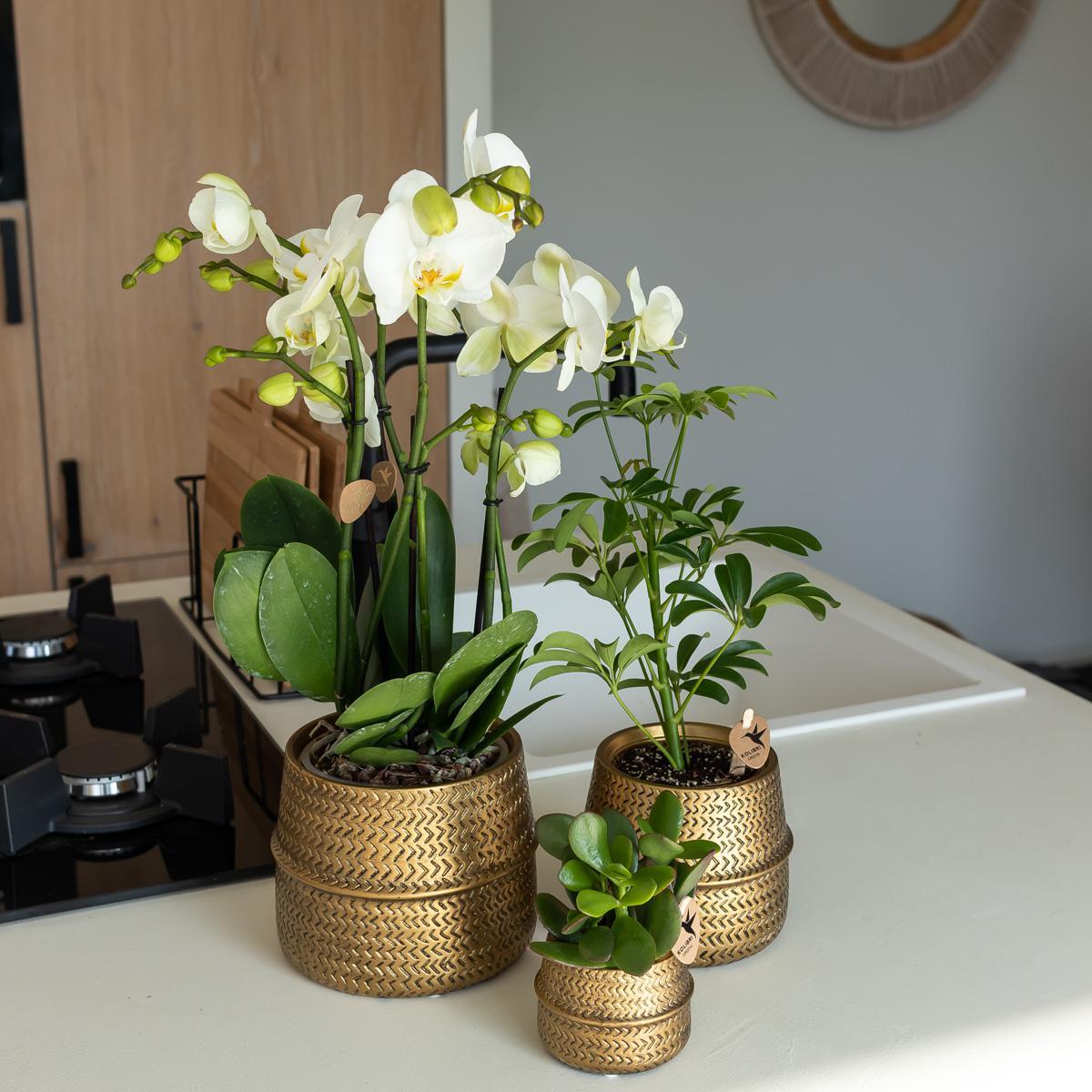 Kolibri Home | Groove bloempot - Gouden keramieken sierpot - potmaat - Ø12cm