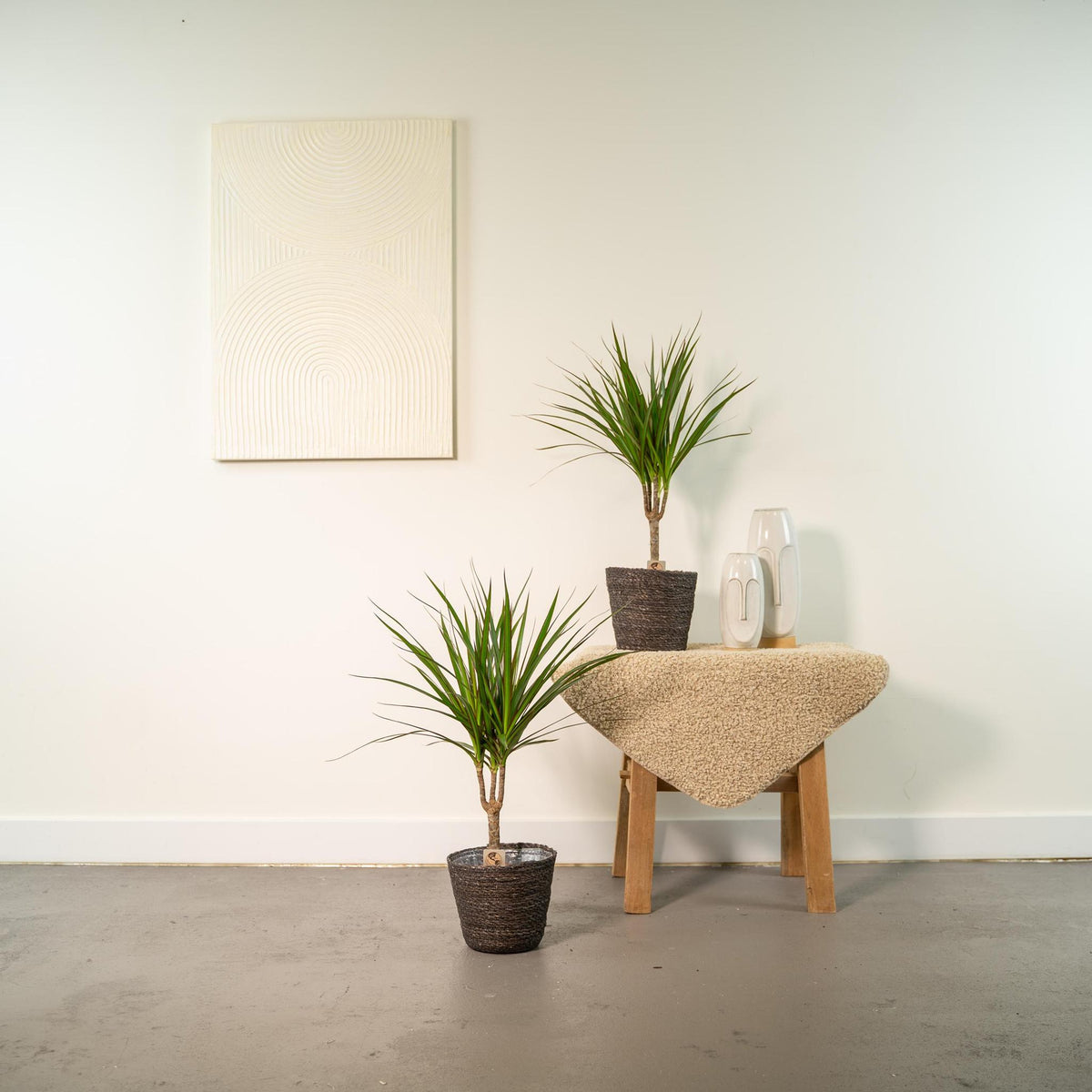 2x Dracaena - ↨60cm - Ø14cm