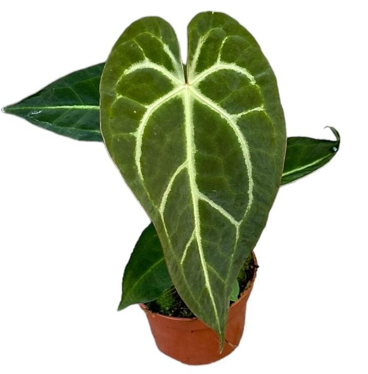 Anthurium Regale X Magnificum - Ø10,5cm - ↕15cm