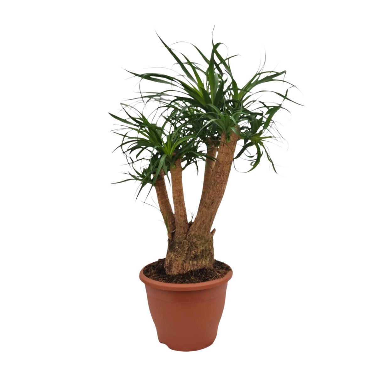 Beaucarnea Nolina - Ø26cm - ↕75cm