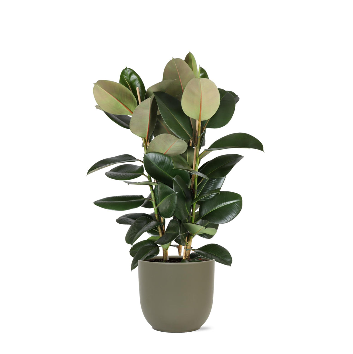 Ficus Elastica Robusta Ø27cm - ↕115cm in Boule OLIJF pot