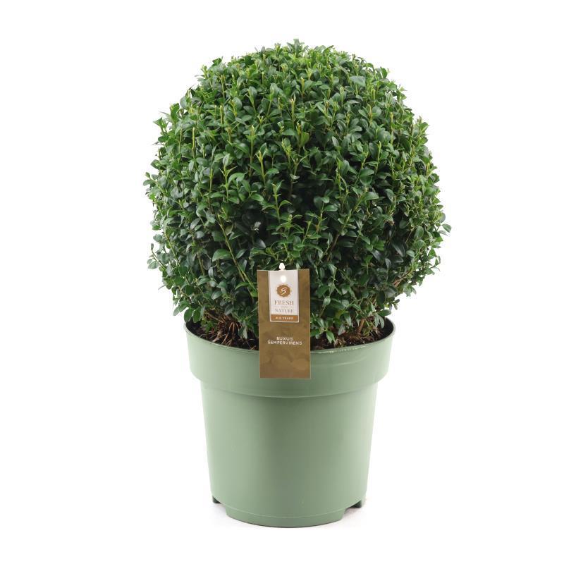 Buxus Semp. Ball Ø32cm P24 - Ø24cm - ↕46cm