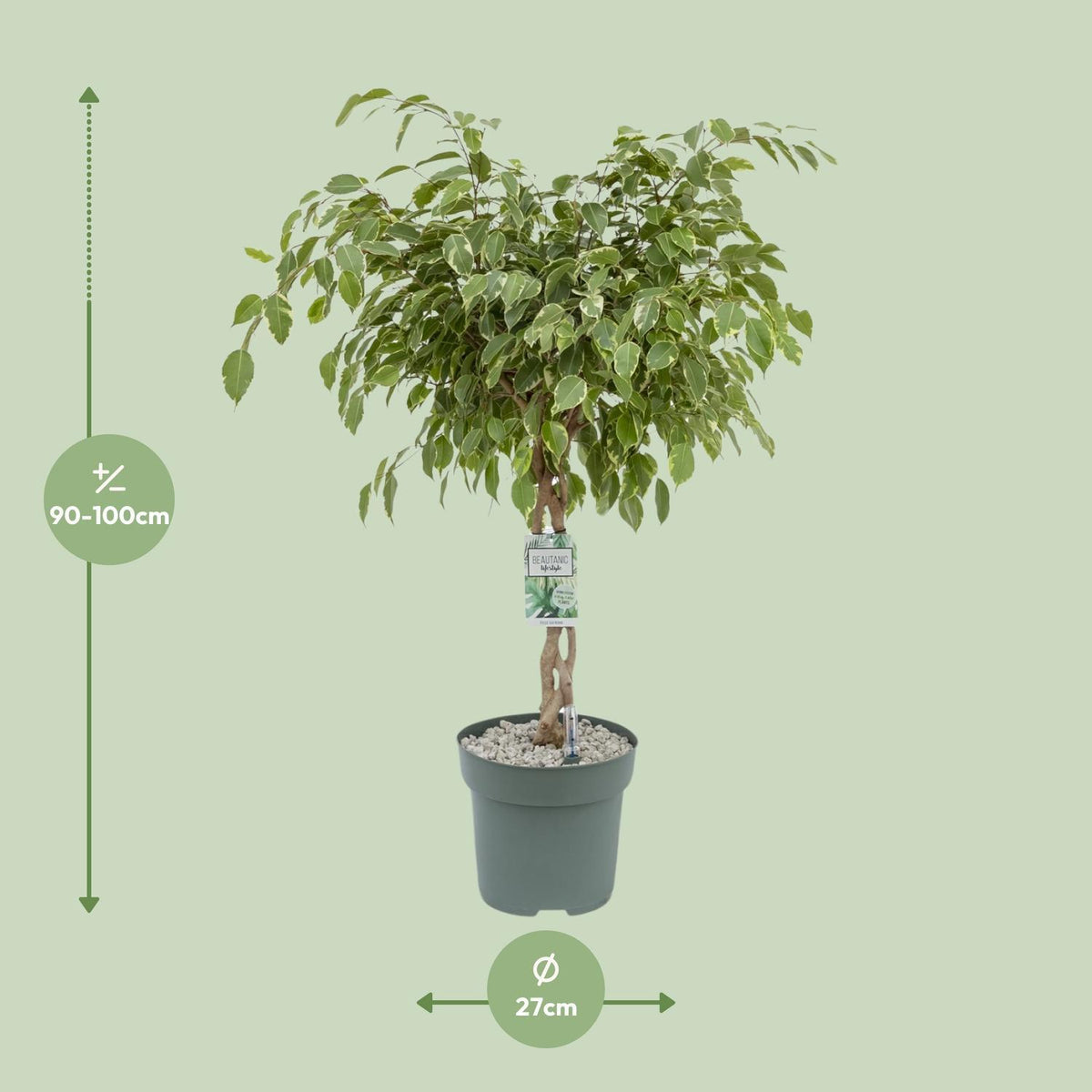 Ficus Safrana / Golden King - Ø27cm - ↕100cm