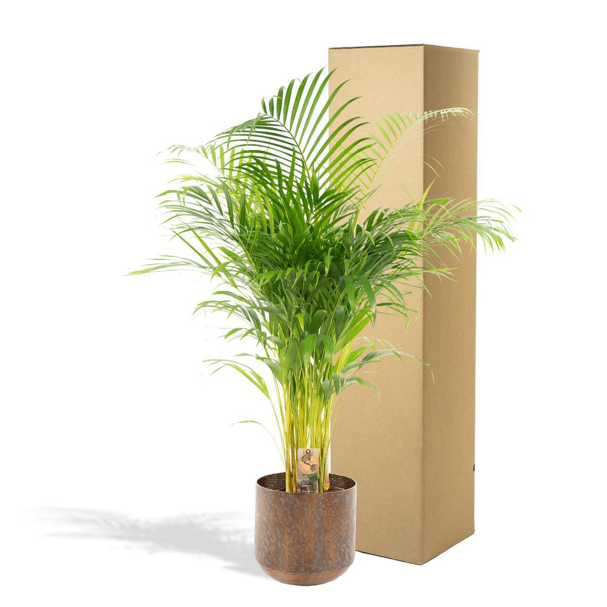 Areca palm met pot - ↨110cm - Ø21cm