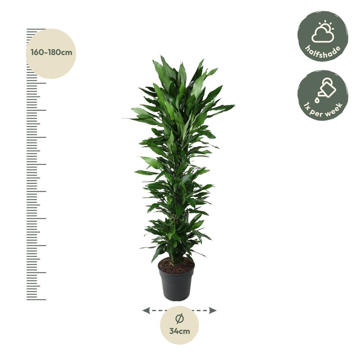 Dracaena Janet Lind vertakt - 170 cm - ø34