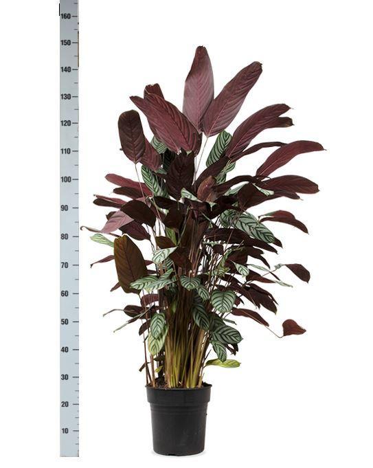 Ctenanthe Oppenheimiana - Ø27cm - ↕150cm