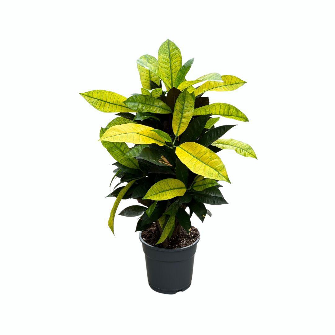 Croton Mrs. Iceton - Ø17cm - ↕65cm