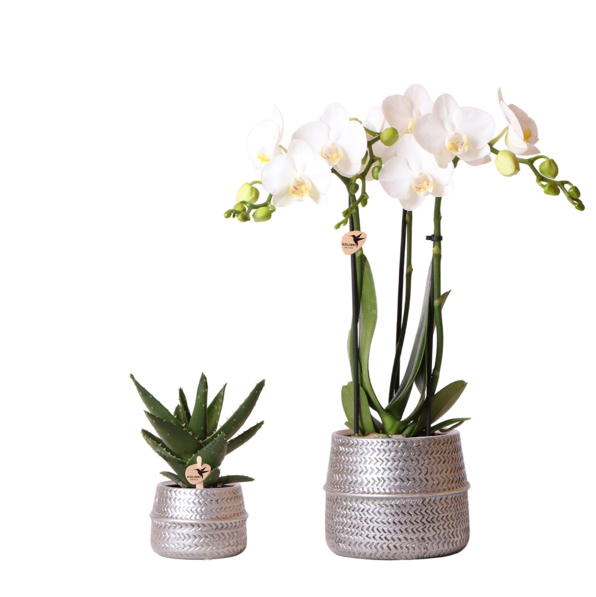 Kolibri Company - Planten set Groove zilver | Set met witte Phalaenopsis orchidee Amabilis Ø9cm en groene plant Succulent Aloe Brevifolia Ø6cm| incl. zilver keramieken sierpotten