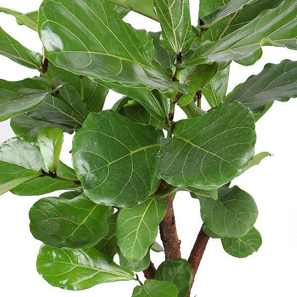 Ficus Lyrata (vertakt) - Ø27cm - ↕140cm