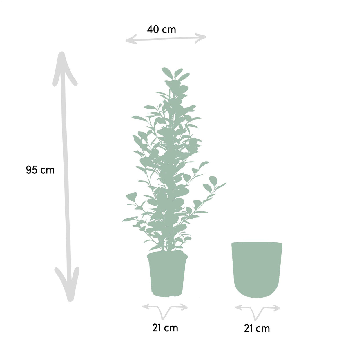 Ficus microcarpa Moclame - Ø21cm - ↕95cm + Pot Mayk Gold