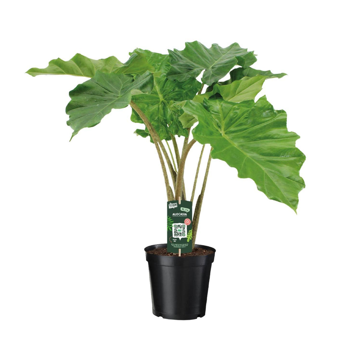 Alocasia Portodora - Ø21cm - ↕80cm