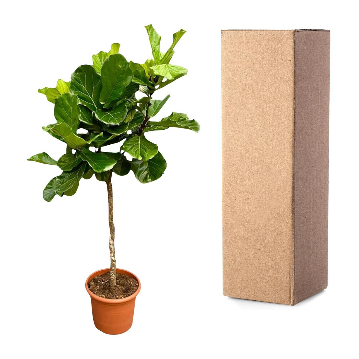 Ficus Lyrata boom XXL - 210 cm - ø40