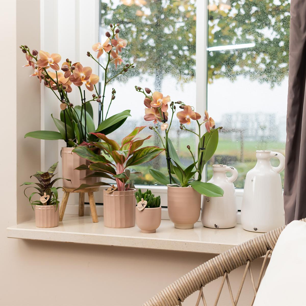 Kolibri Home | Glazed bloempot - Zandkleurige keramieken sierpot met glans - Ø6cm