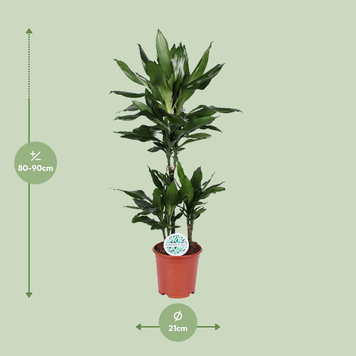 Dracaena Janet Lind - Ø21cm - ↕90cm