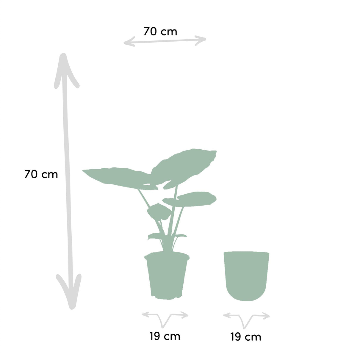 Alocasia Macrorrhiza - Ø19cm - ↕70cm + Pot Mayk Gold