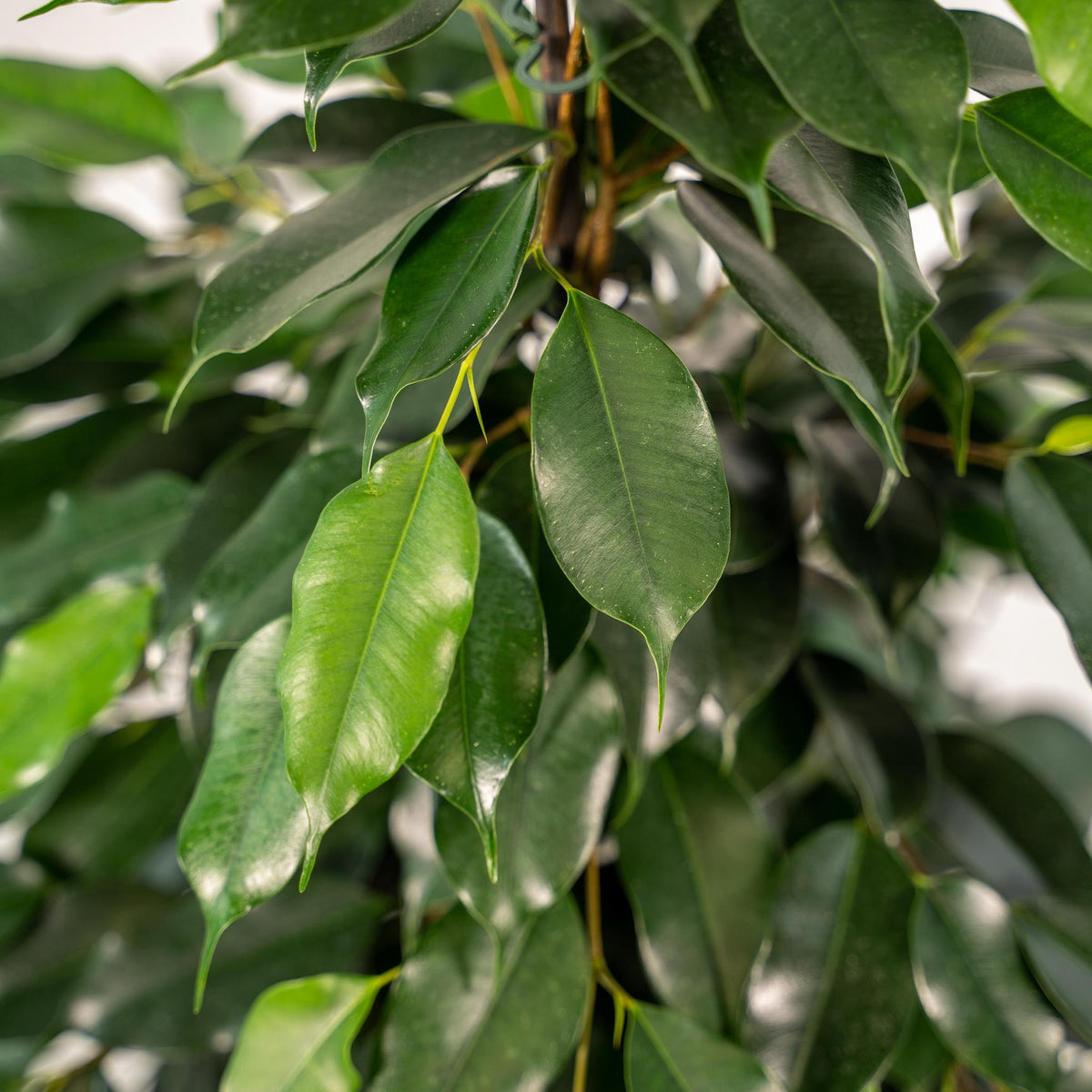 Ficus benjamina Danielle - Ø21cm - ↕95cm + Pot Mayk Gold