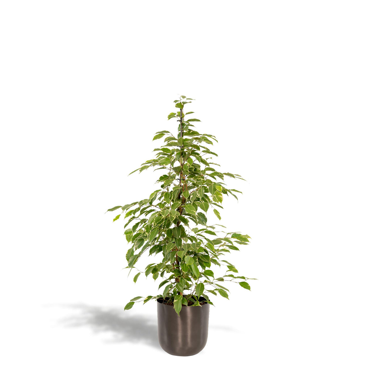 Ficus benjamina Goldenking - Ø21cm - ↕95cm + Pot Mayk Lead