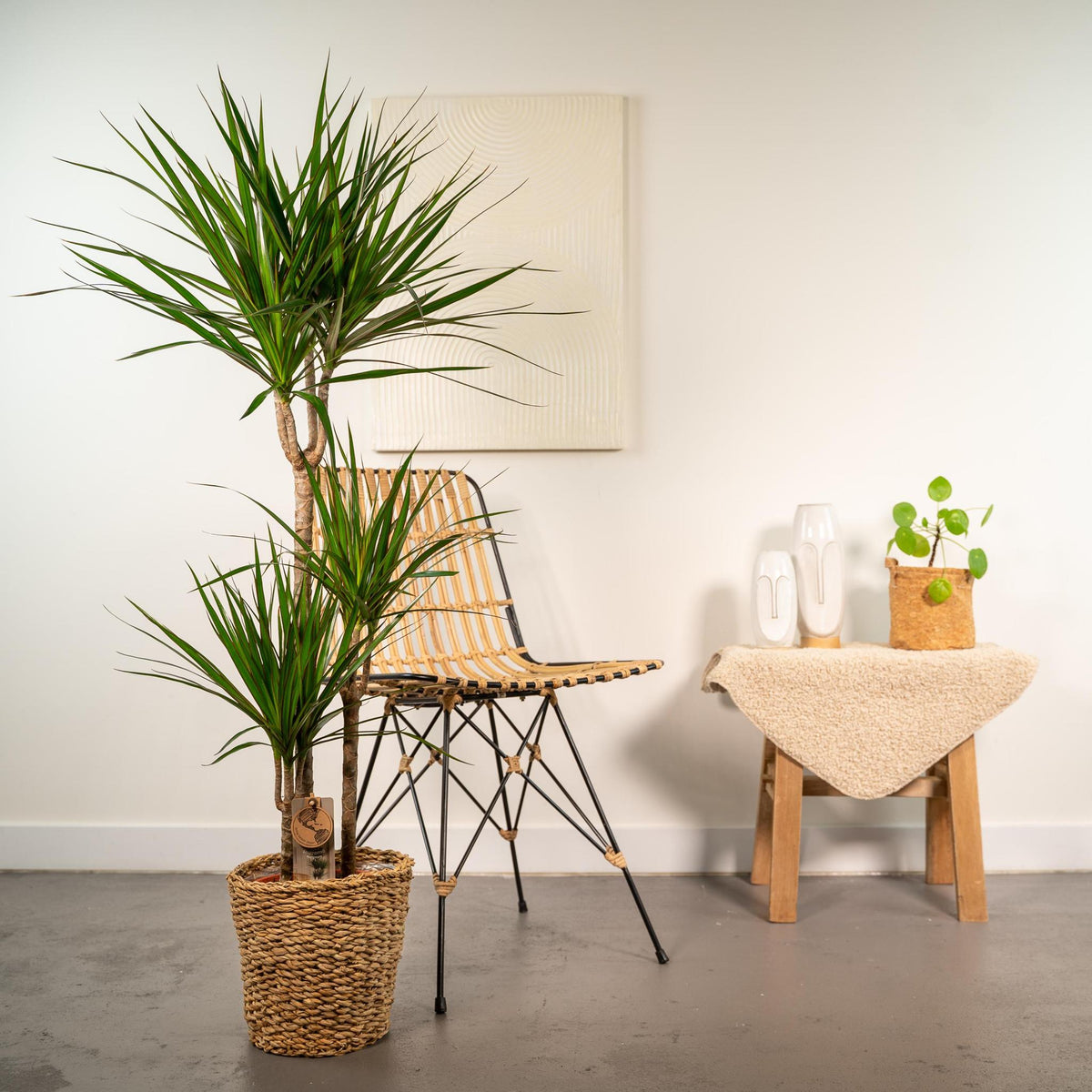 Dracaena met mand - ↨120cm - Ø21cm