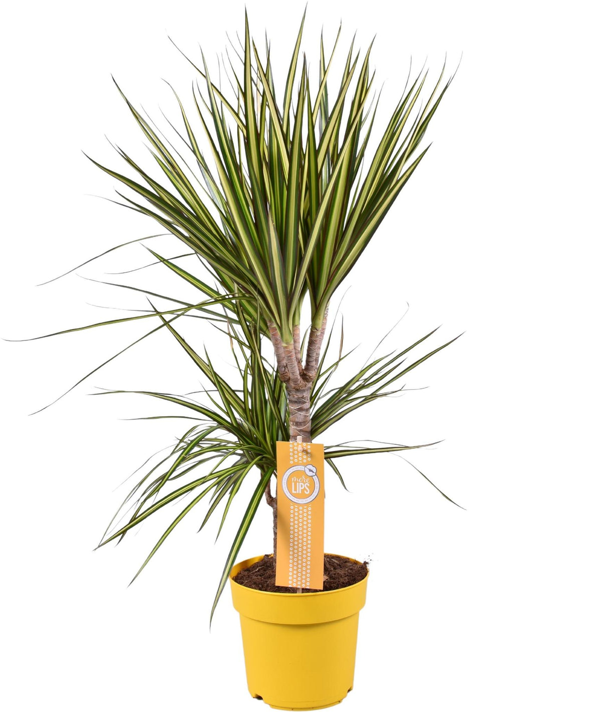 Dracaena Sunray - Ø17 ↕70