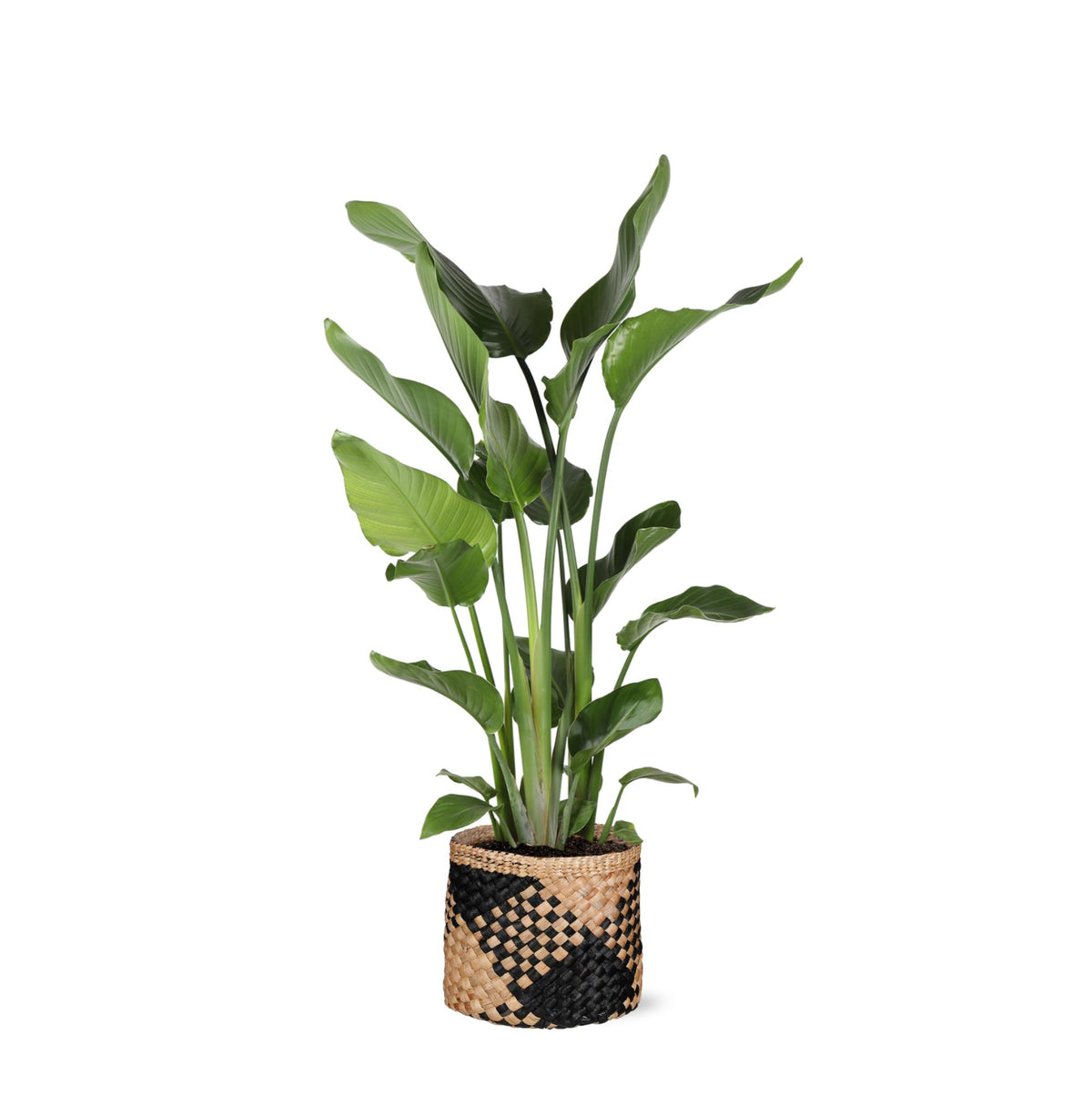 Strelitzia Nicolai Ø24cm ↕120cm in Albury BLACK print mand