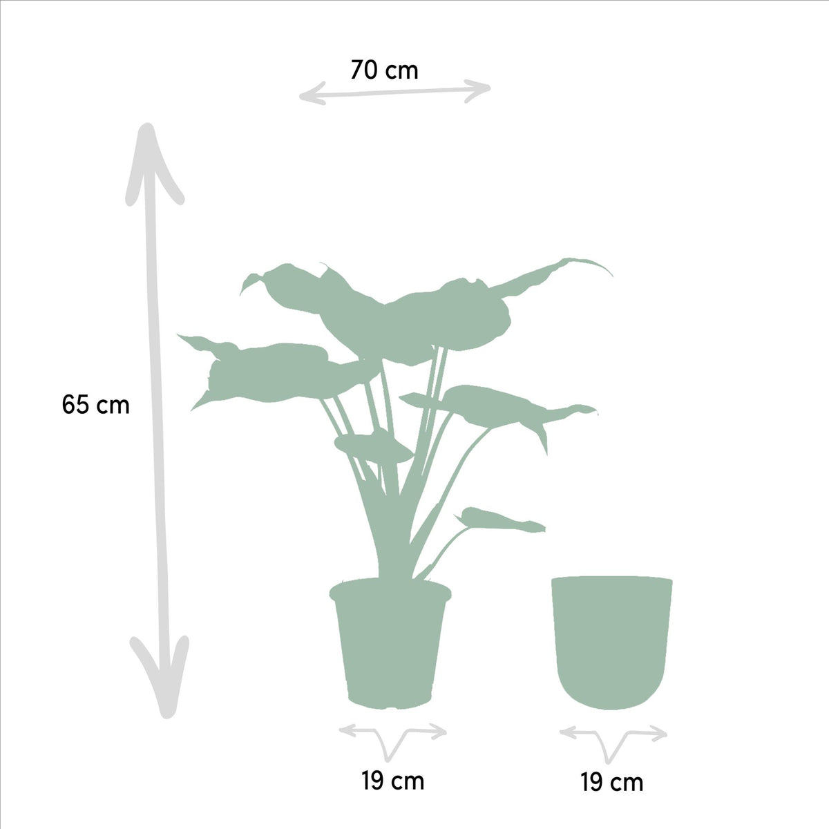 Alocasia Cucullata - Ø19cm - ↕65cm + Pot Mayk Lead