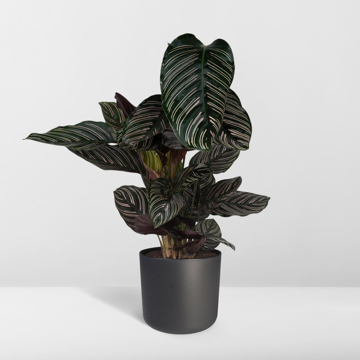 Calathea Ornata - Ø19 - ↨75cm