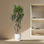 Dracaena Marginata vertakt - 210 cm - ø50