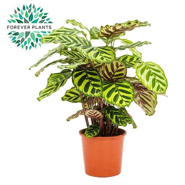 Calathea Makoyana - Ø17cm - ↕55cm