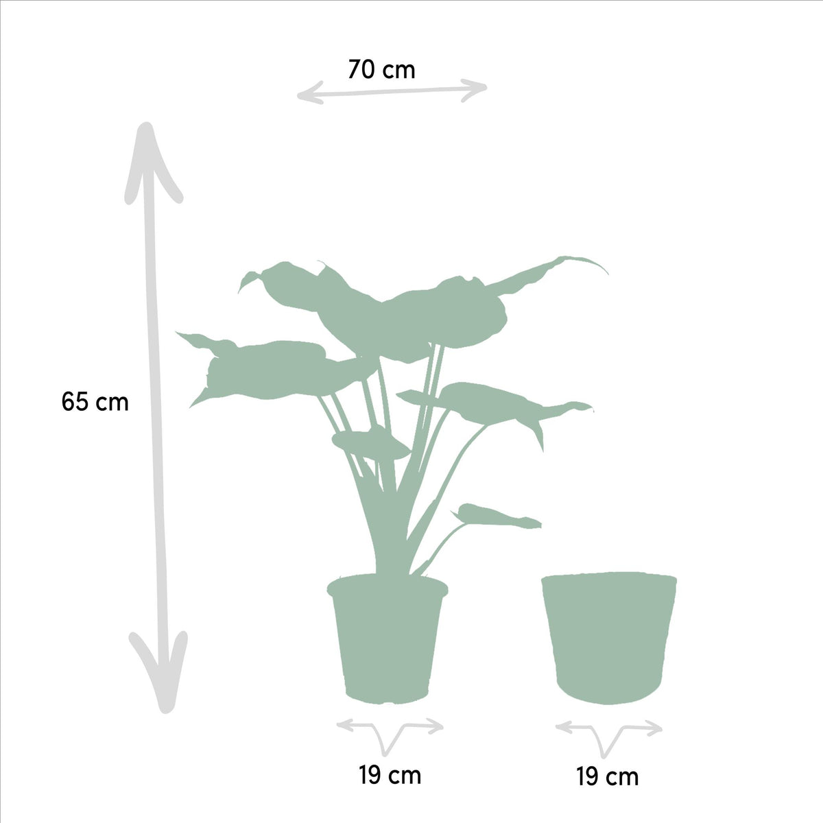 Alocasia Cucullata - Ø19cm - ↕65cm + Mand Igmar