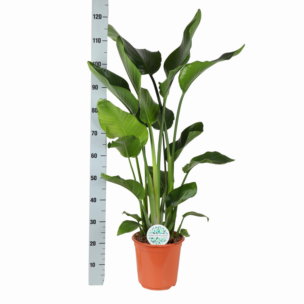 Strelitzia Nicolai Ø24cm ↕120cm in Albury NATURAL mand