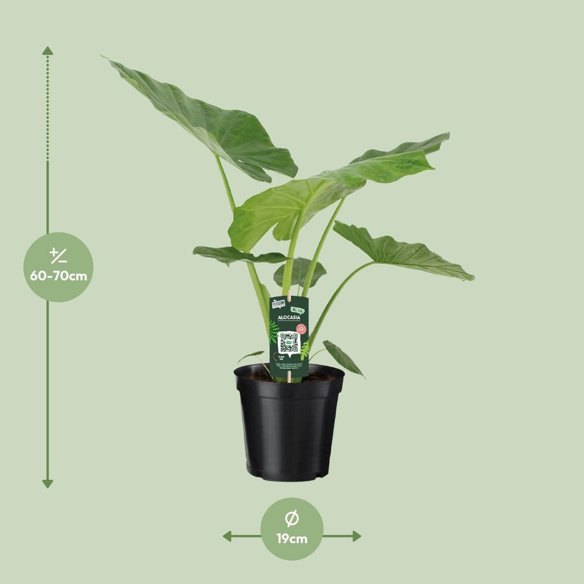 Alocasia Macrorrhiza - Ø19cm - ↕70cm