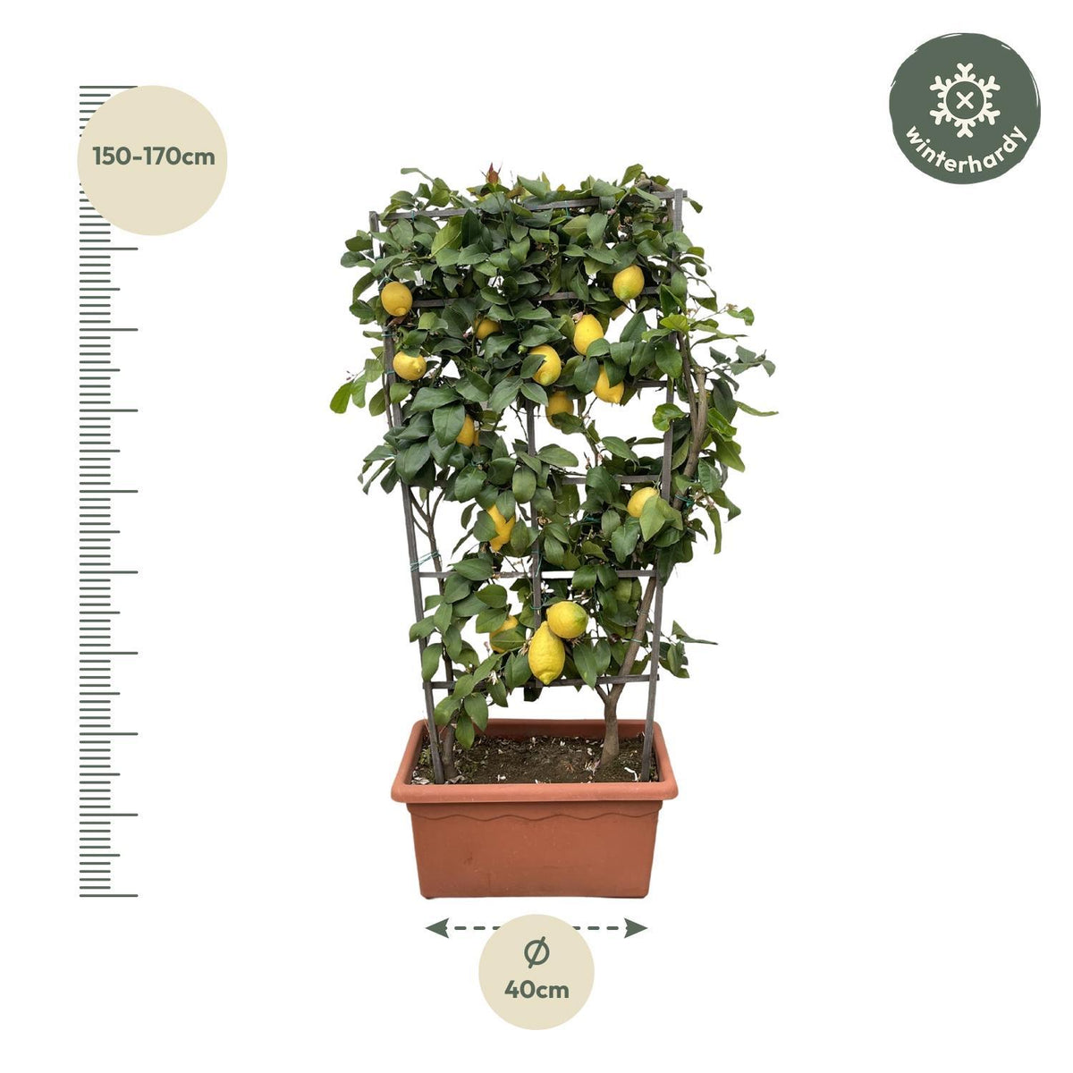 Citrus Lemon op rek - 160cm - ø60