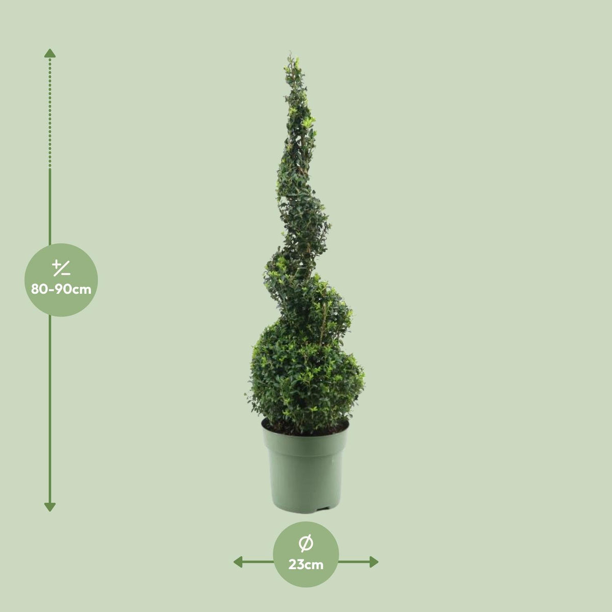 Buxus Semp. Spiral 70cm - Ø23cm - ↕90cm