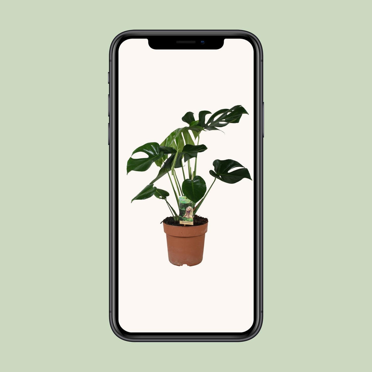 Monstera Deliciosa - Ø21cm - ↕80cm