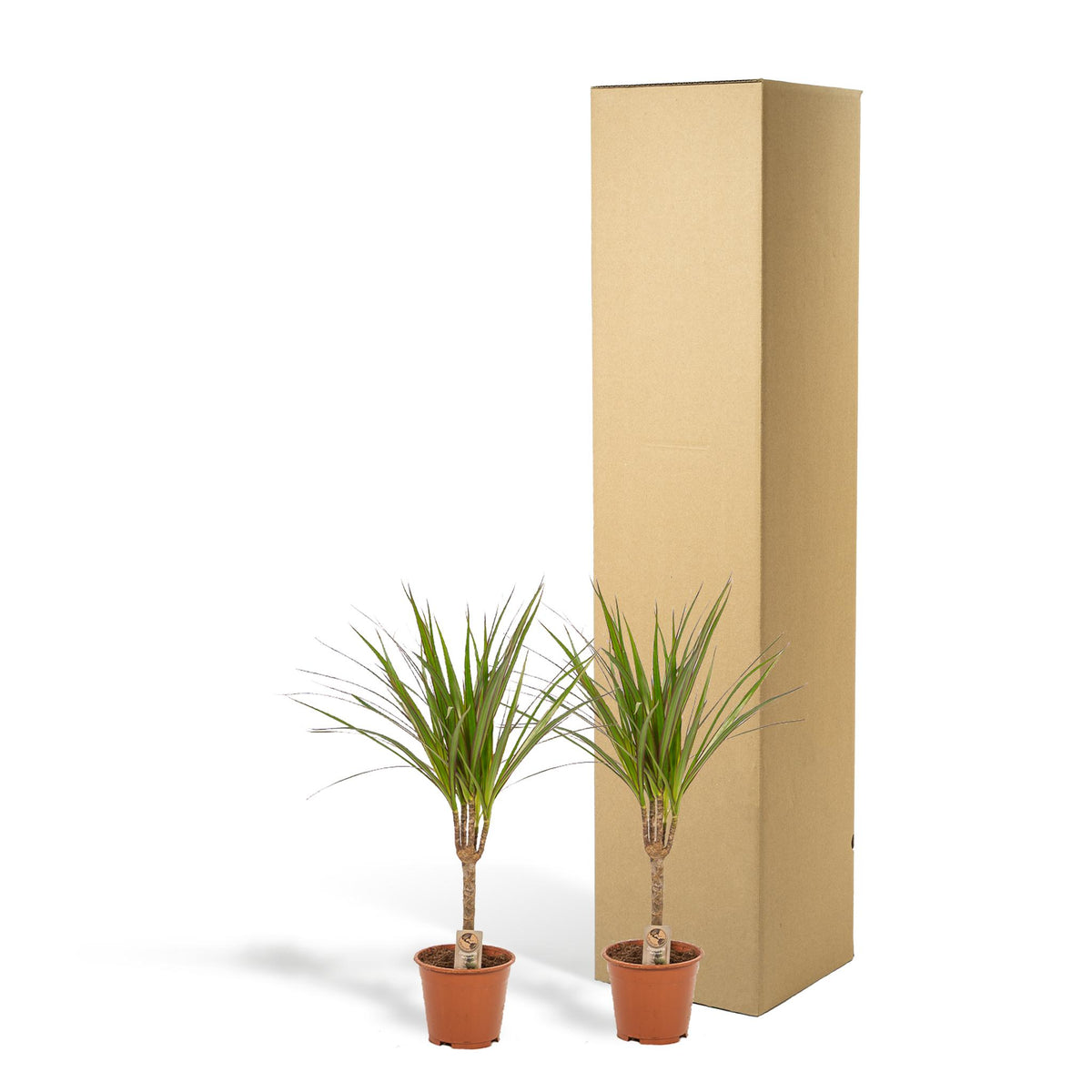 2x Dracaena - ↨60cm - Ø14cm