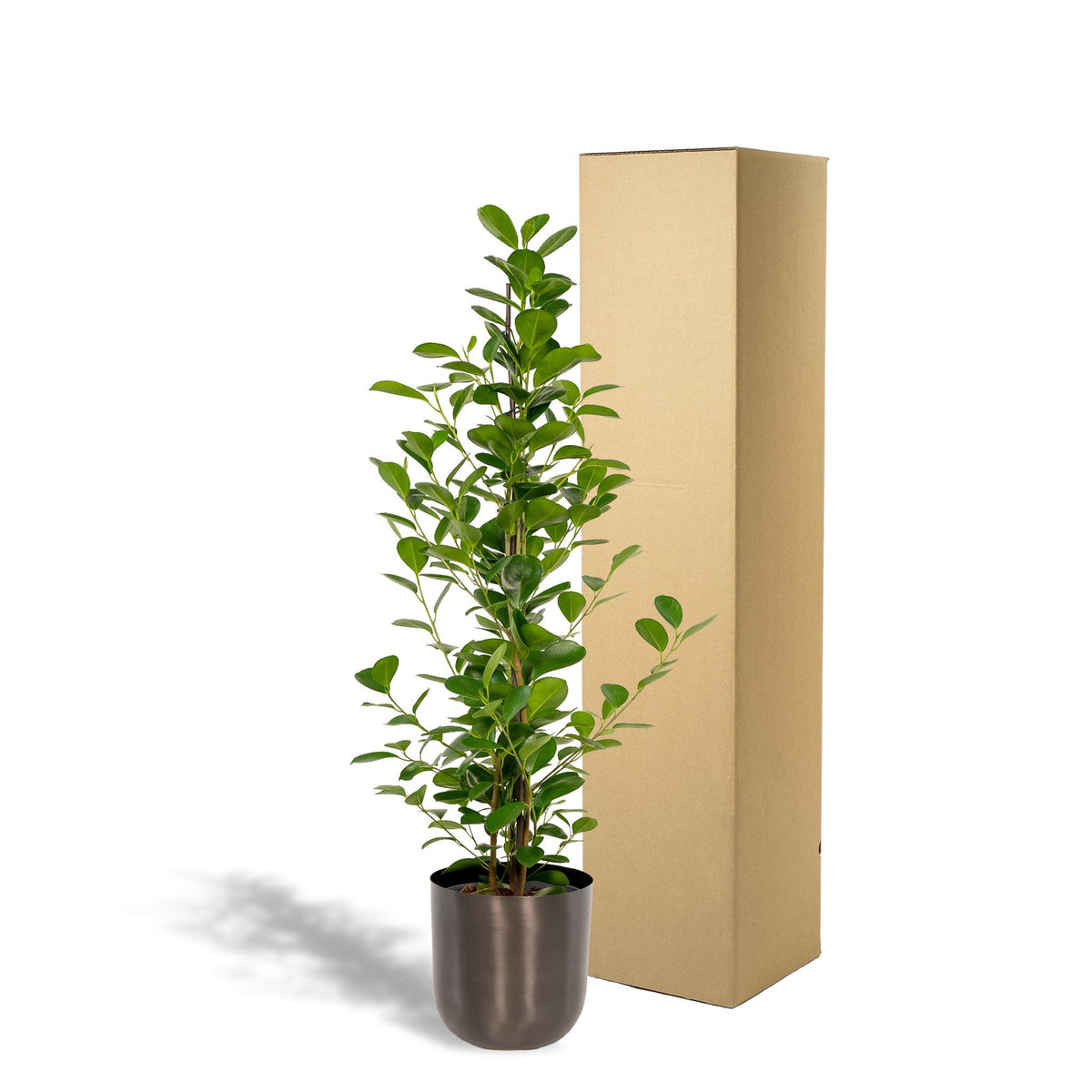 Ficus microcarpa Moclame - Ø21cm - ↕95cm + Pot Mayk Lead