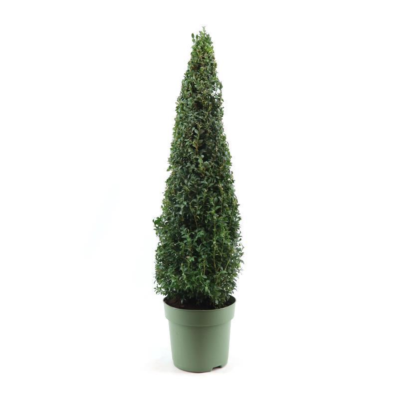 Buxus Semp. Pyramid 70cm - Ø23cm - ↕90cm