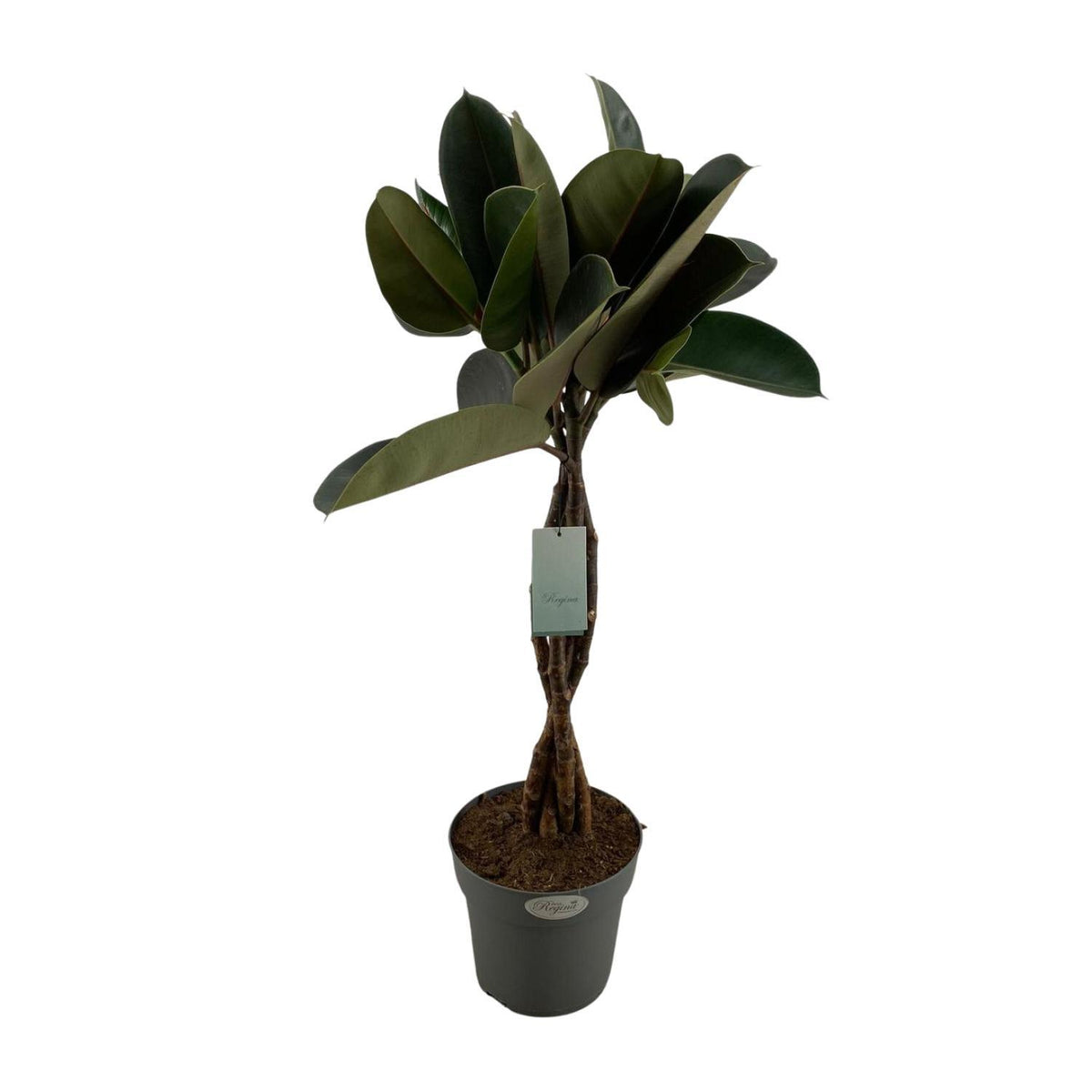 Ficus Elastica Burgundy - Ø24cm - ↕100cm