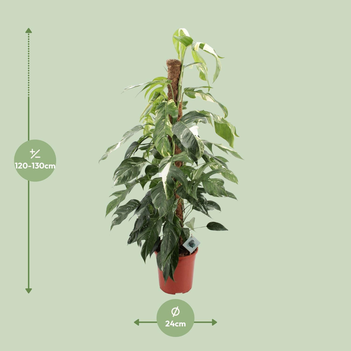 Epipremnum Pinnatum Albo Variegata - Ø24cm - ↕125cm