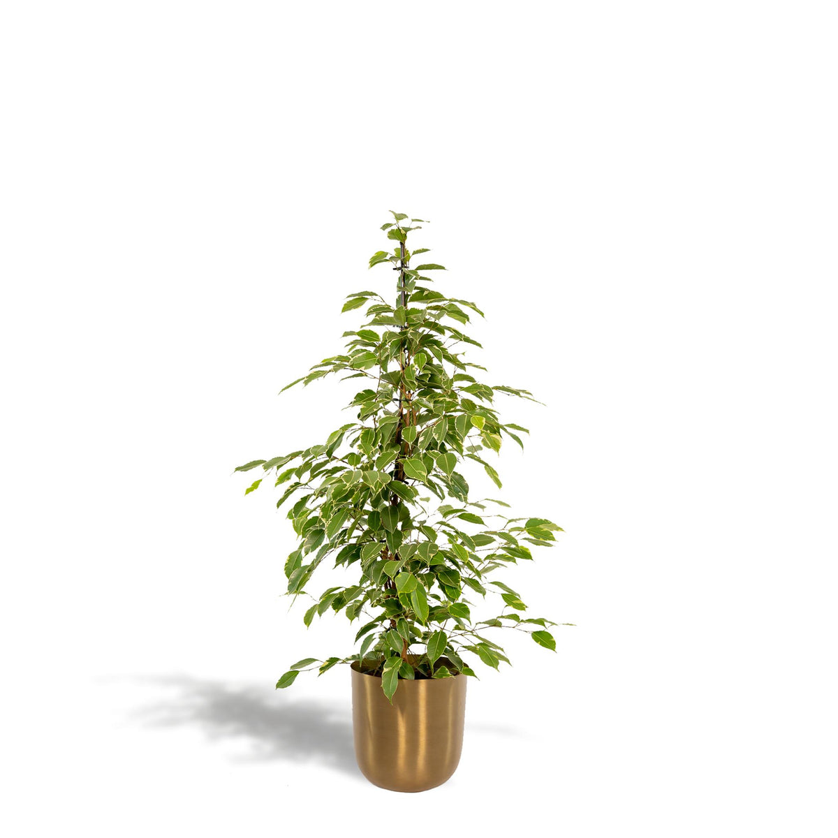 Ficus benjamina Goldenking - Ø21cm - ↕95cm + Pot Mayk Gold