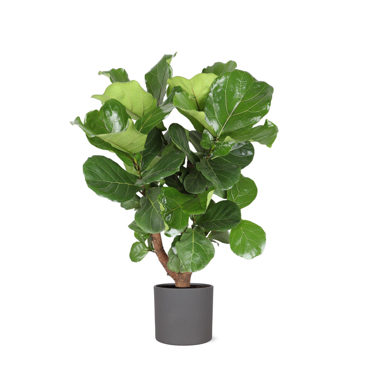 Ficus Lyrata (vertakt) Ø24cm ↕110cm in Era ANTRACIET pot