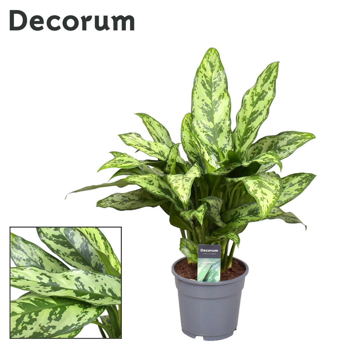 Aglaonema Romeo - Ø17cm - ↕60cm