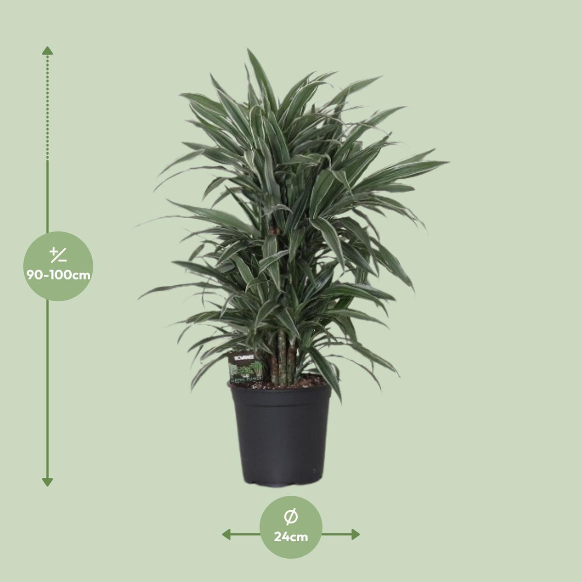 Dracaena Frag. Warneckei - Ø24cm - ↕100cm