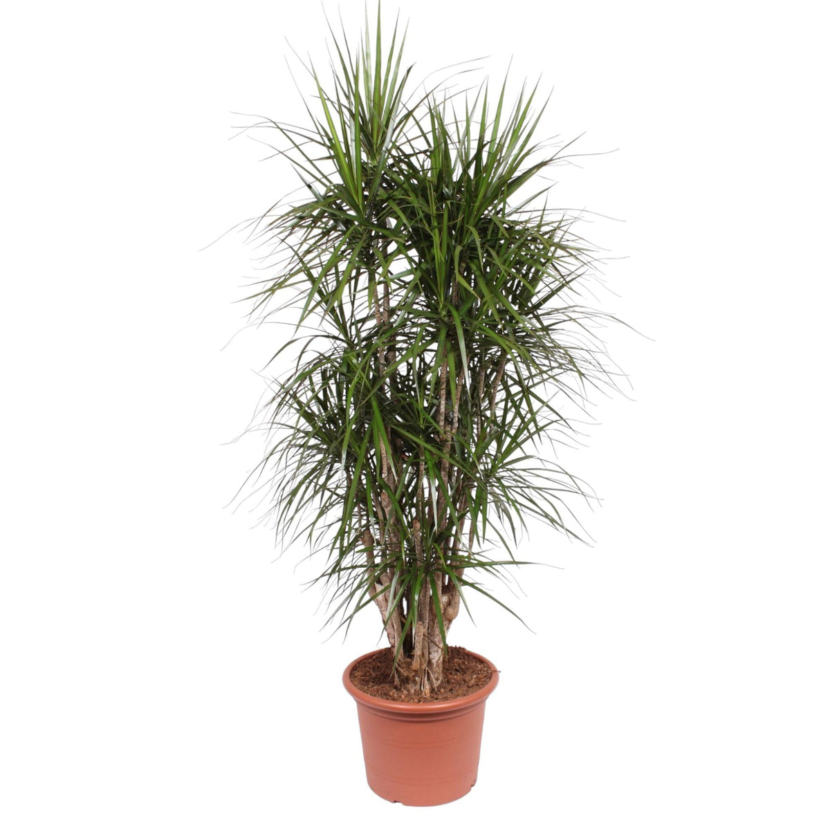 Dracaena Marginata vertakt - 190 cm - ø45