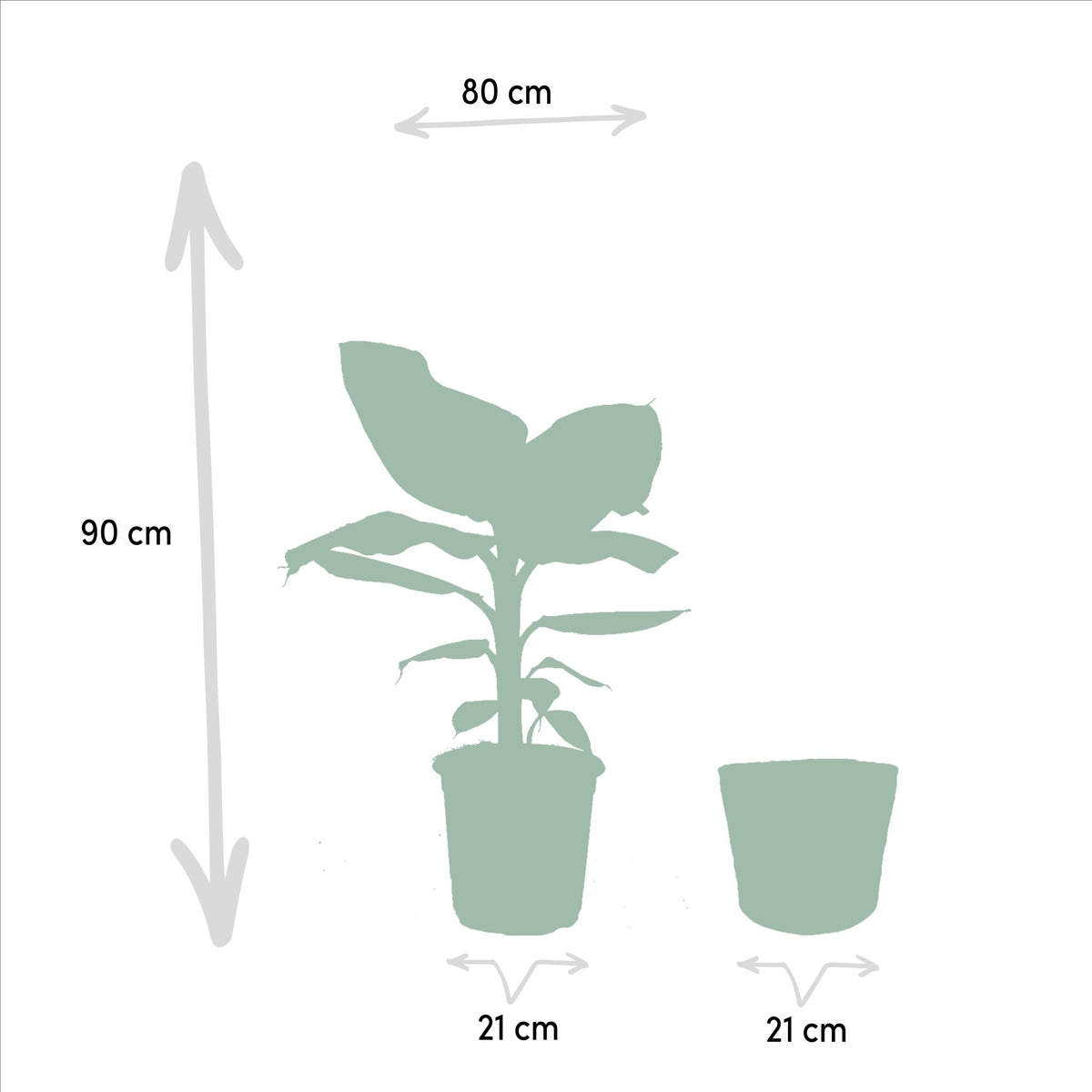 Musa Dwarf Cavendish - Ø21cm - ↕90cm + Mand Igmar