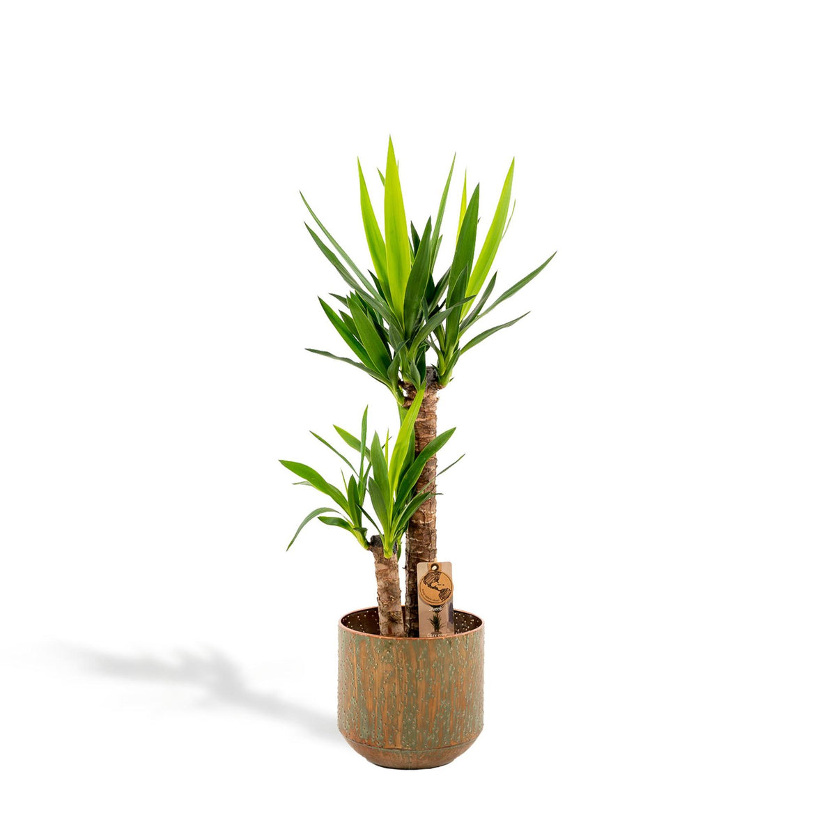 Yucca met pot - ↨100cm - Ø21cm