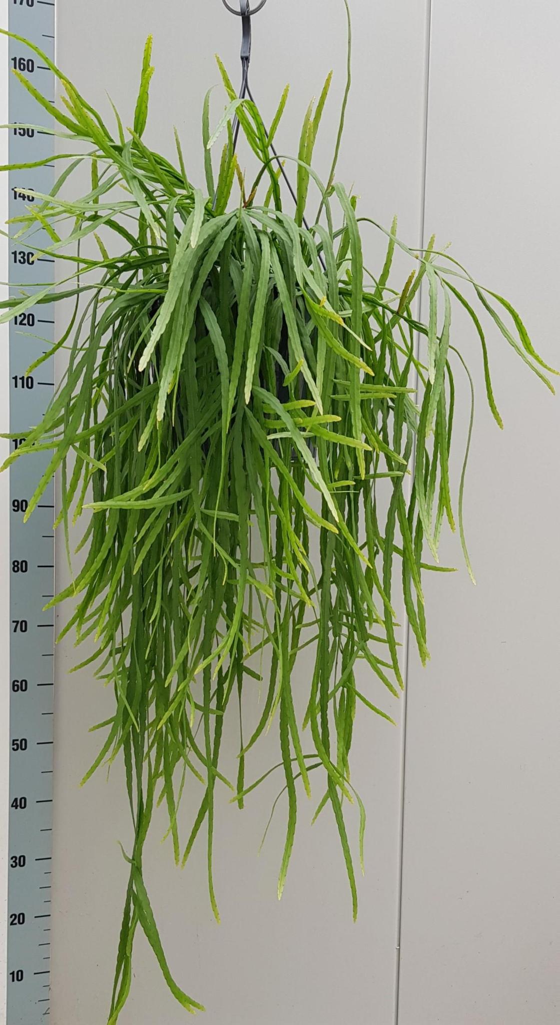 Rhipsalis Holviana - Ø25cm - ↕60cm