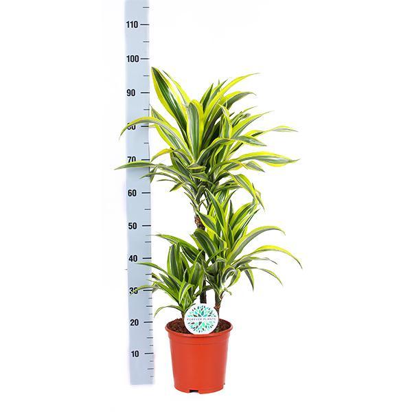 Dracaena Lemon Lime Ø21cm - ↕65cm in Albury NATURAL mand