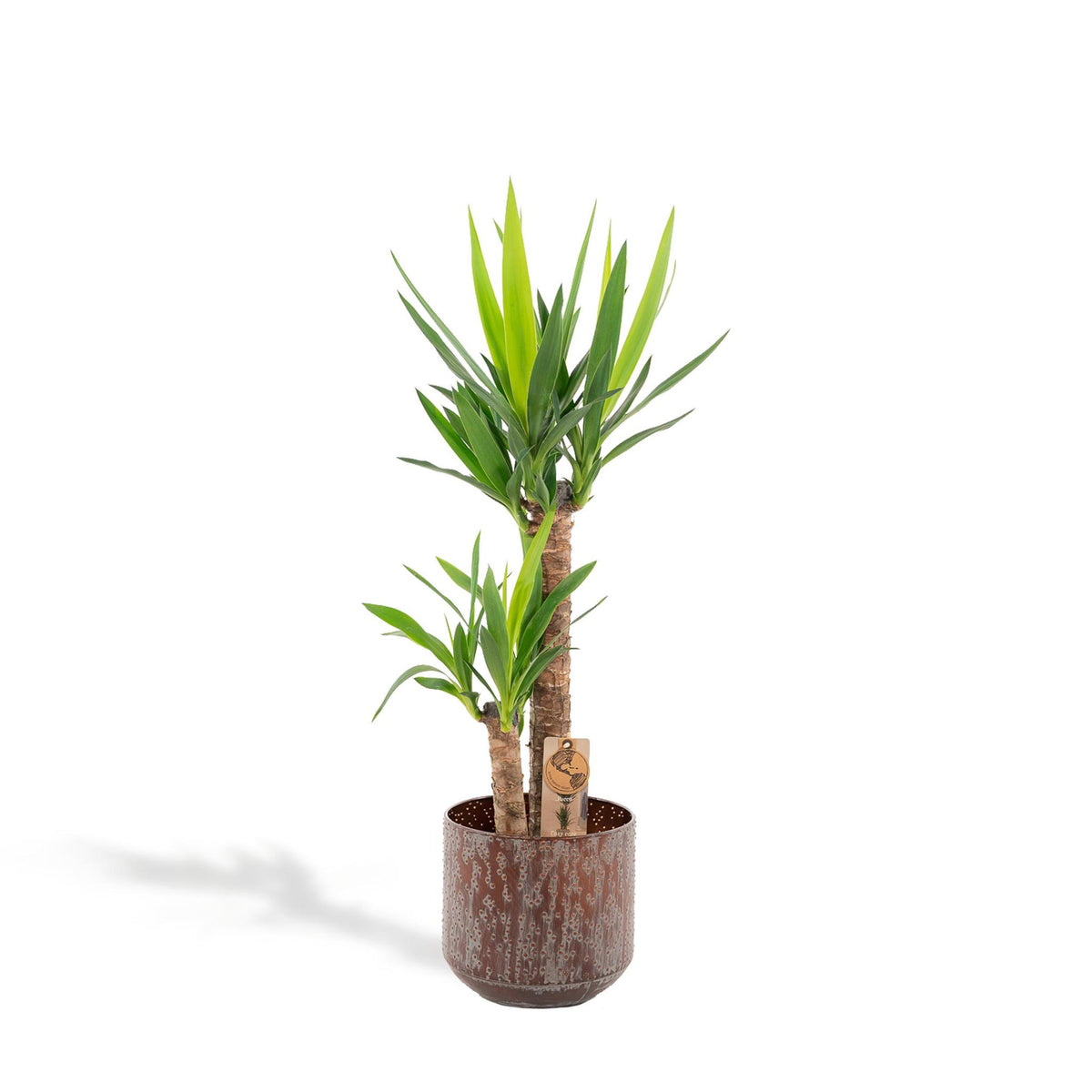 Yucca met pot - ↨100cm - Ø21cm