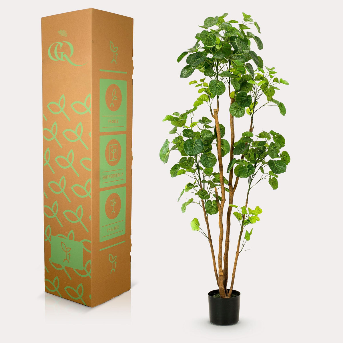 Kunstplant - Polyscias - Aralia - 160 cm